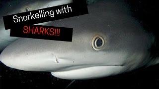 Sharks in the Dark experience