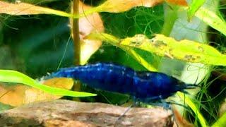 How Do They Grade Blue Dream Blue Velvet or Jelly Neocaridina Shrimp? Genetics Unlike Cherry Shrimp