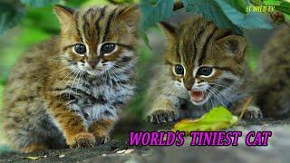 Worlds Tiniest cat  # Rusty spotted cat sri lanka.