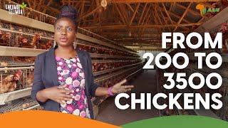 Growing from 200 Chickens to 3500 birds producing 530 egg trays a week  Msingi Poultry Farm