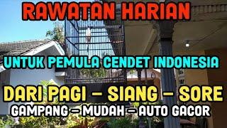 PERAWATAN HARIAN DARI PAGI-SIANG-SORE UNTUK PEMULA CENDET INDONESIA