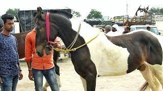 YEOLA HORSE MARKET_Video-6 Maharashtra