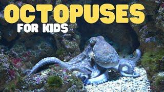 Octopuses for Kids  Learn all about these eight-armed brainiacs