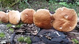 Forest Mushrooms Bolétus edúlis August .16.2021.