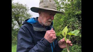 Wild Arum with John Feehan in May Wildflowers of Offaly series