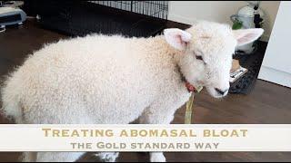 Treating a case of Abomasal Bloat   Sez the Vet