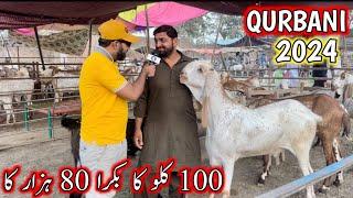 live deal  bakra mandi 2024  lahore bakra mandi 2024  bakra mandi pakistan