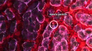 Malaria Lifecycle Part 1 Human Host 2016