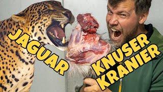 Nuttede og dødsensfarlige - Vi fodrer jaguarer i Randers Regnskov #RandersRegnskov
