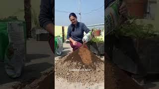 Pruning & repotting of guava plant #organicgardening