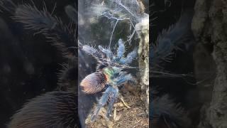 Dolichothele diamantinensis tarantula out and about