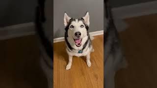 TEACH YOUR DOG TO SHAKE IN 60 SECONDS