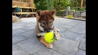 Sekoya the Shikoku Dog