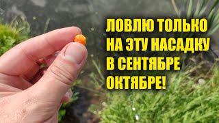 9 вёдер крупного карася за час В сентябре - октябре ловлю на эту насадку