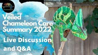 Veiled Chameleon Care Summary 2022 Live Q&A