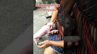 anak babi kehilangan induk #short #babilucu #binatang