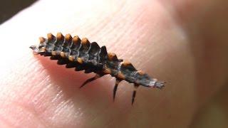 FIrefly larva