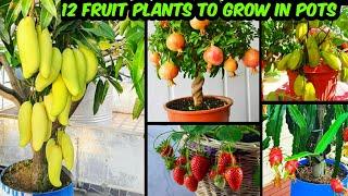 गमले में ढेर सारे फल देने वाले 12 फ्रूट प्लांट  Fruit Plants To Grow In Pots & Get Lots Of Fruits