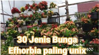 30 JENIS KOLEKSI BUNGA EFORBIA TERCANTIK