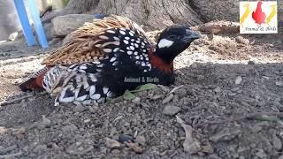 Kala Teetar Black teetar  black francolin کالے تیتر کی مستی Pet lovers