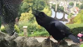 Amazing Talking And Singing Raven