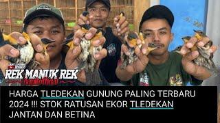 HARGA TLEDEKAN GUNUNG PALING TERBARU 2024  STOK RATUSAN EKOR TLEDEKAN JANTAN DAN BETINA