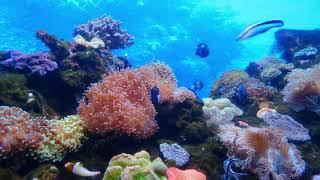 Marine Life Fish Corals Underwater FREE Background Video