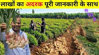 अदरक की खेती कब और कैसे की जाती है Ginger Farming in India  Ginger Cultivation