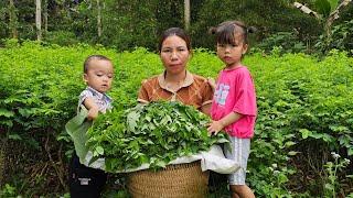 Single mother The joy of building a life with her children - Harvesting vegetables to sell