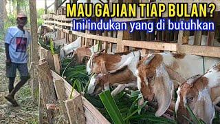 Indukan Yang Di Butuhkan Agar Bisa Gajian Tiap Bulan Dalam Ternak Kambing