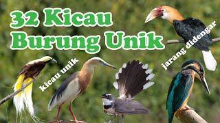 32 Suara Burung Kicau Unik Langka dan Populer di Indonesia