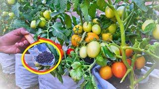 Tomatoes cucumbers & peppers will grow in a moment & give an early & large harvest Sprinkle this