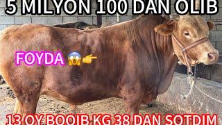 13 OY OLDIN 5 MILYON 100 DAN OLGAN BUQALARIMNI SOTDIM FOYDA YOMON EMAS