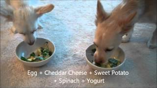 Teddy & Twinkle Eating Doggie Delicious Omelet