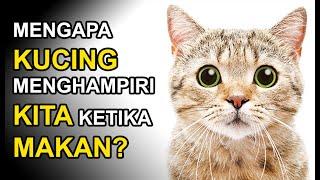 MENGAPA KUCING MENGHAMPIRI KITA KETIKA MAKAN ?