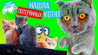 НАШЛА КОТЯТ ТЕПЕРЬ ОНИ БУДУТ ЖИТЬ С НАМИ  Lost Kitties