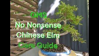 Chinese elm bonsai for beginners