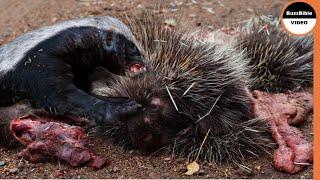 Porcupine Vs Honey Badger  Can Quills Save The Porcupine ?