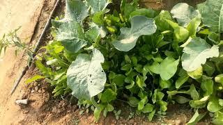 INTERCROPPING OF PALAK AND GOBHI