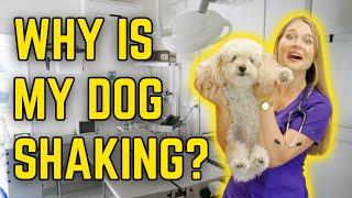 Why is my dog Shaking and Cant Walk??  Vet Explains