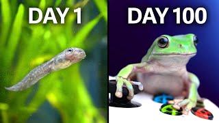 Teaching Frogs to Play Videogames