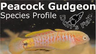 Peacock Gudgeon  Species Profile