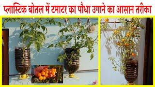 इस सर्दी कैसे लगाए टमाटर के पौधे बेकार पड़ी प्लास्टिक बोतल में - Hanging Garden