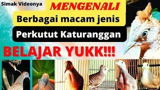 WAJIB TAU‼️ Mengenali berbagai macam jenis Burung perkutut KATURANGGAN di Nusantara