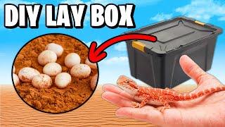 How To Make a Nesting Box for Bearded Dragons