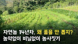 자연농 14년차 농부의 풀 관리방법 농약없이 비닐없이 농사짓기  지속가능 농사  자연농으로 농사짓기