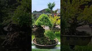 World Bonsai Art