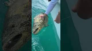 MONSTER Fish Eats My bait