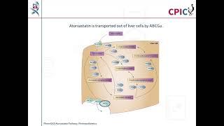 CPIC guideline for statins and ABCG2 - no recommendations