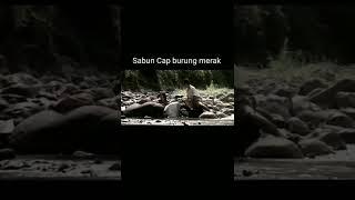 Sabun cap burung merak